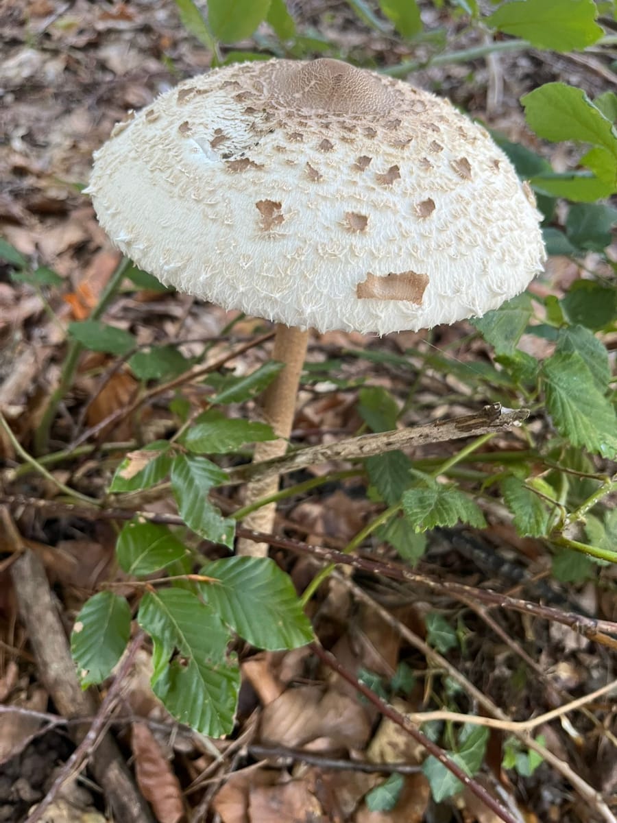 00-Macrolepiota-Procera