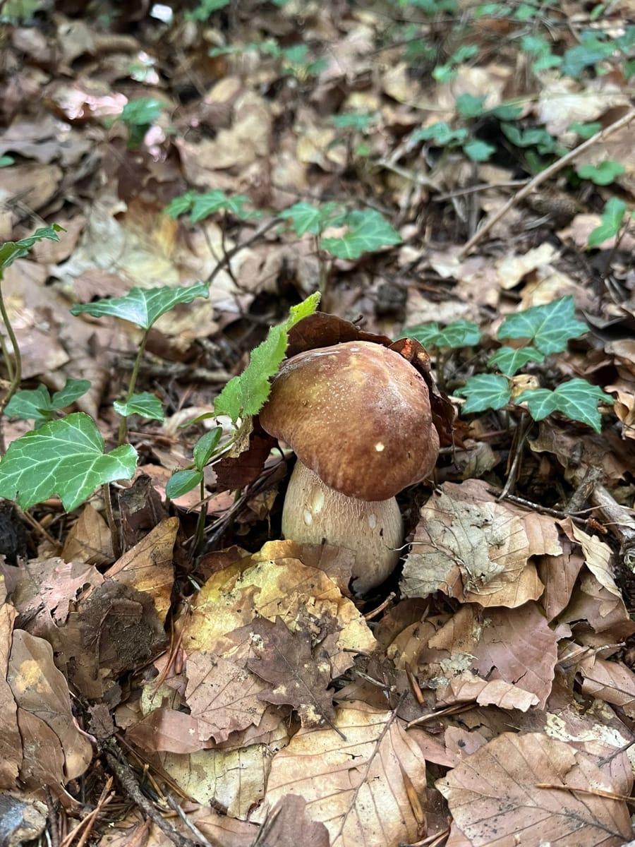 00-Cep-Boletus-Edulis-02