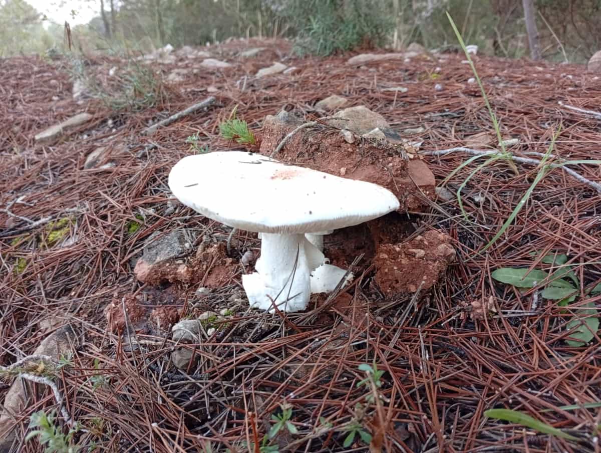 00-Amanita-Cul-Blanc-01