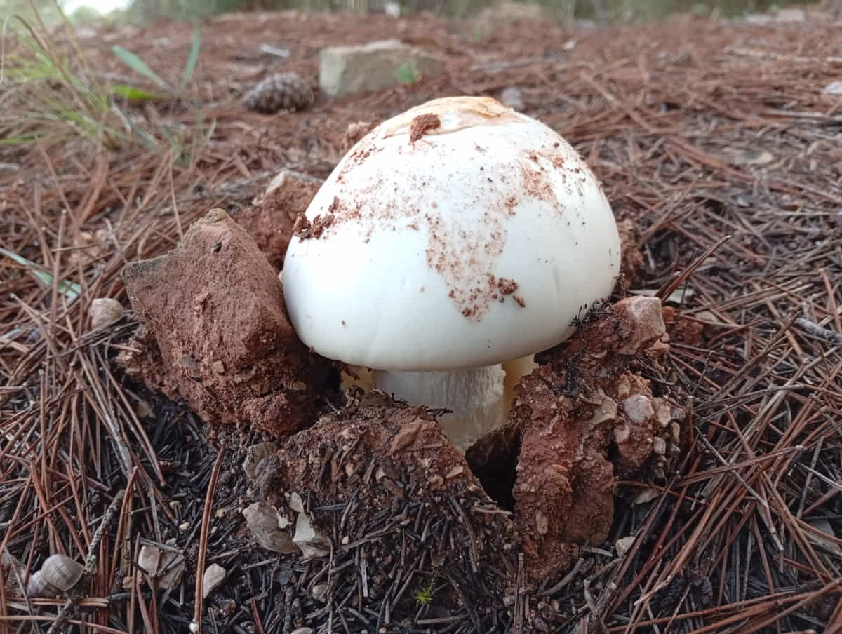 00-Amanita-Cul-Blanc-02