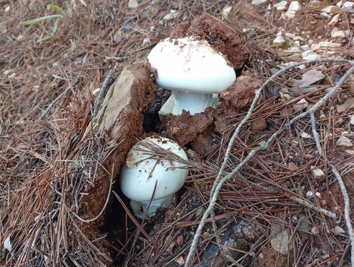 00-Amanita-Cul-Blanc-03